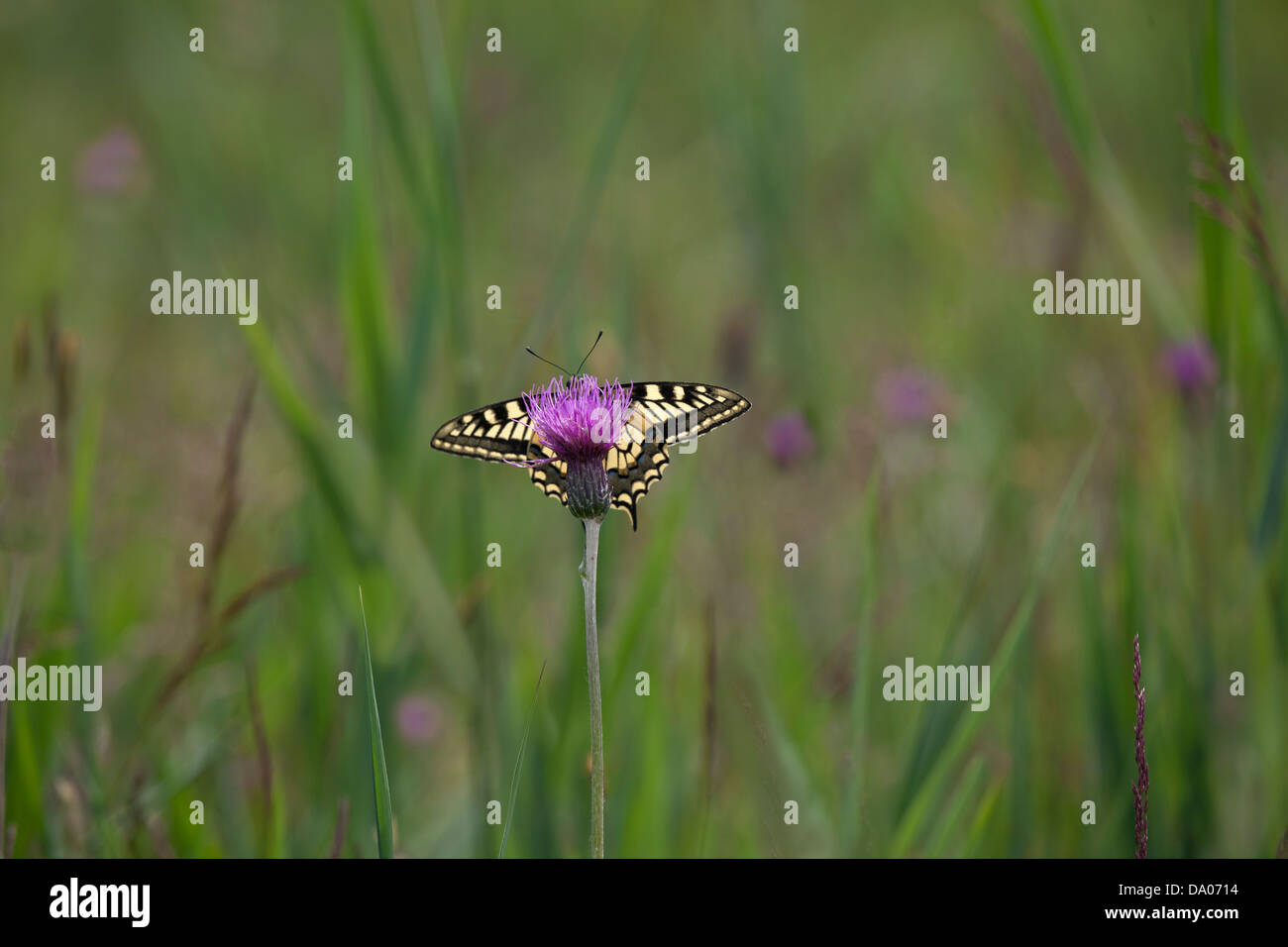 Coda forcuta Butterfly Papilio machaon su Norfolk Broads come Hill Foto Stock