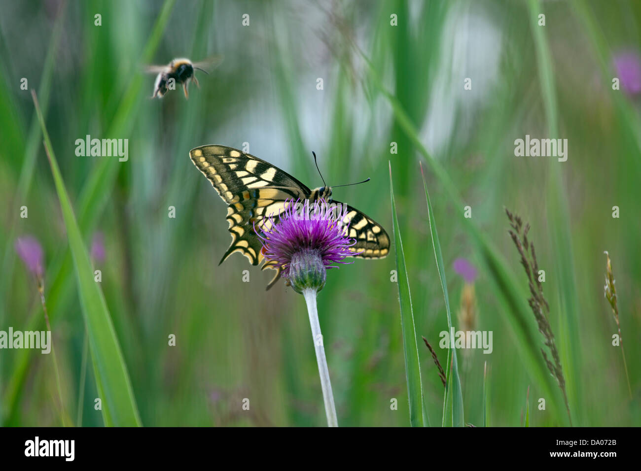 Coda forcuta Butterfly Papilio machaon su Norfolk Broads come Hill Foto Stock