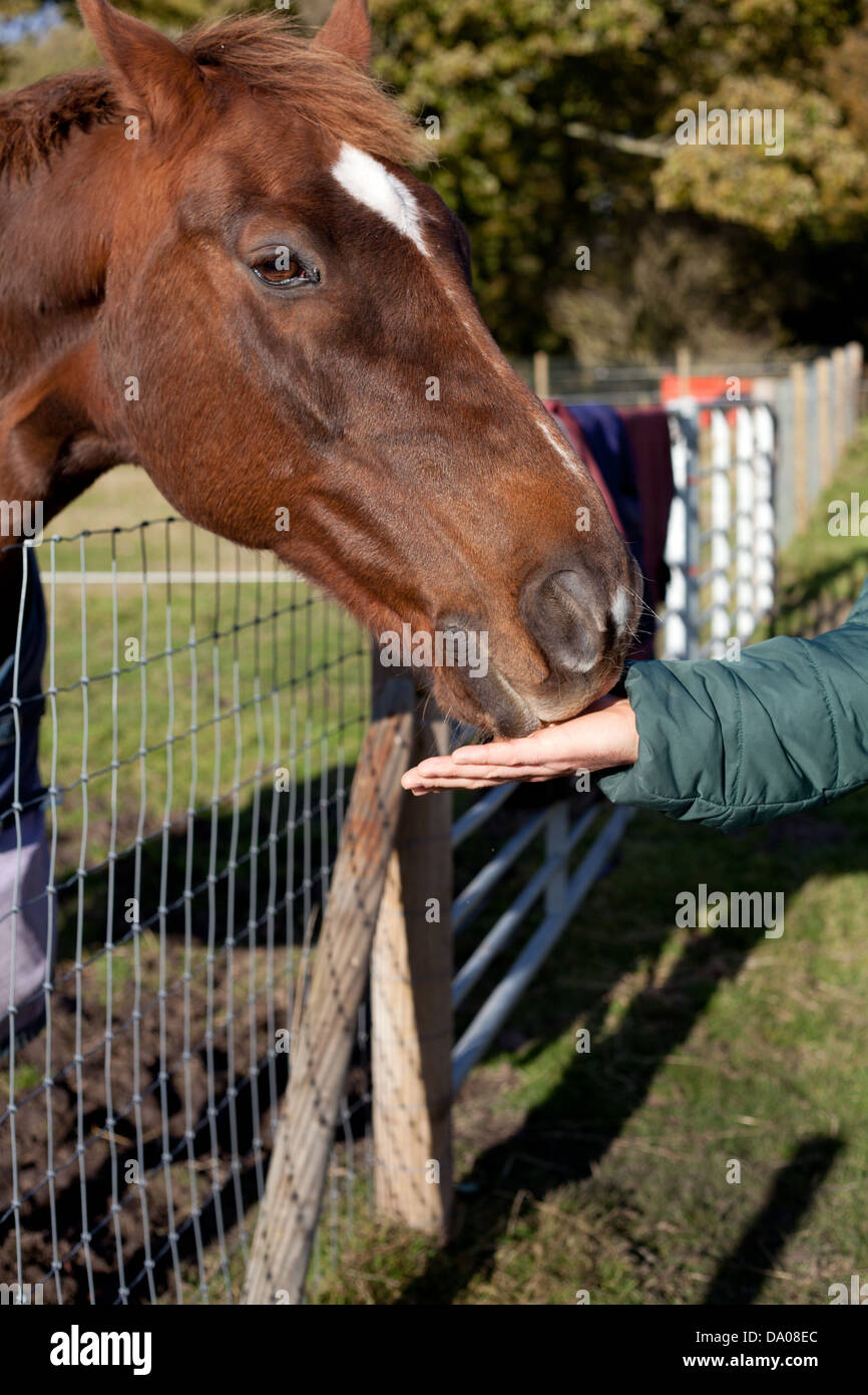 Alimentazione manuale di un cavallo Foto Stock
