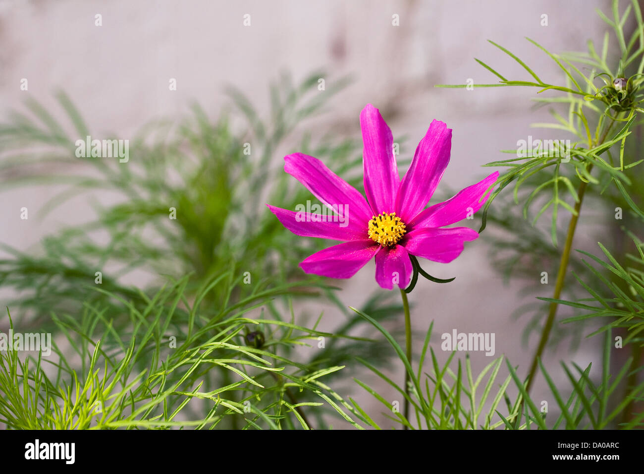 Cosmos bipinnatus fiore contro un vecchio muro di mattoni. Foto Stock