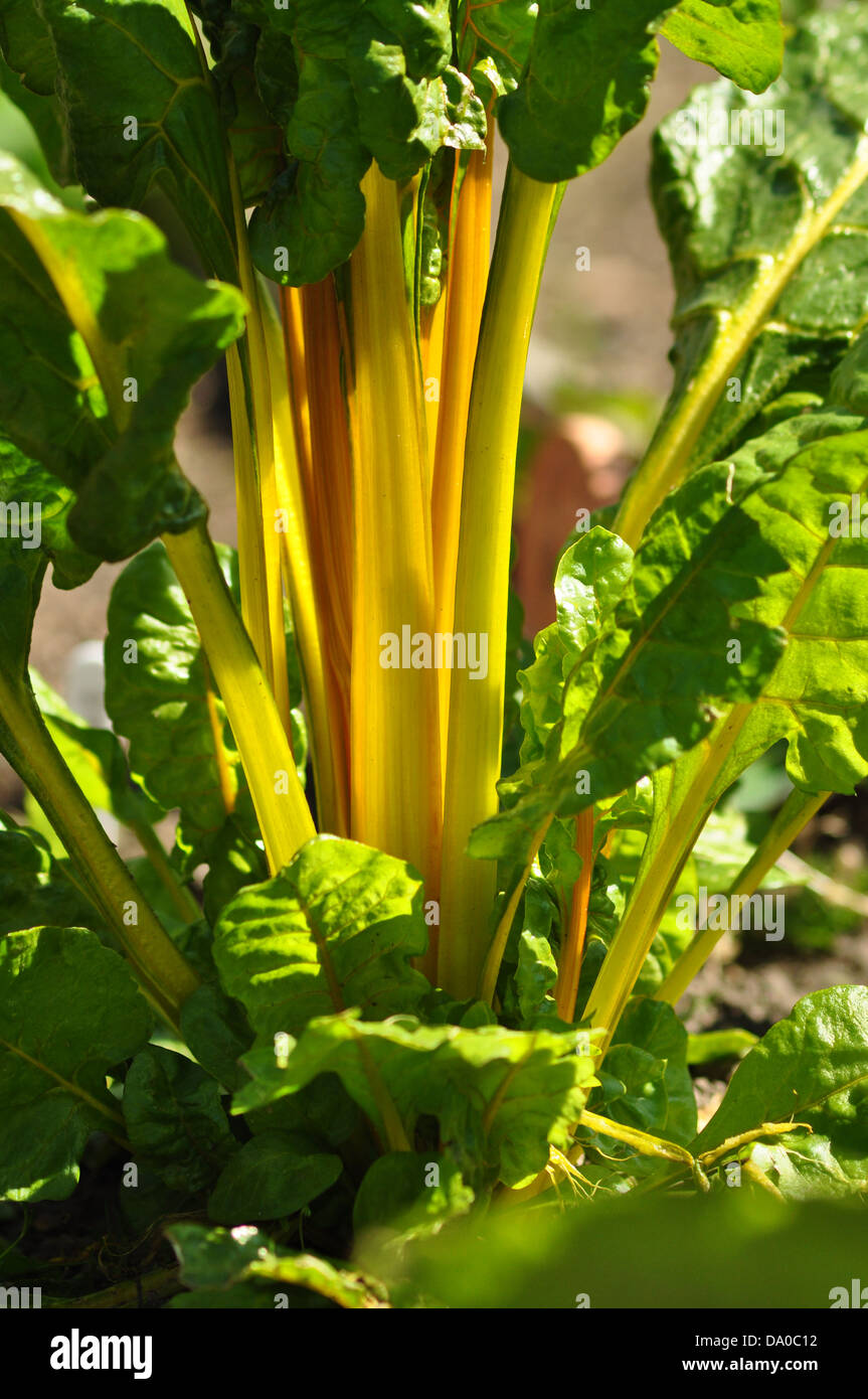 Bietola da coste giallo Foto Stock