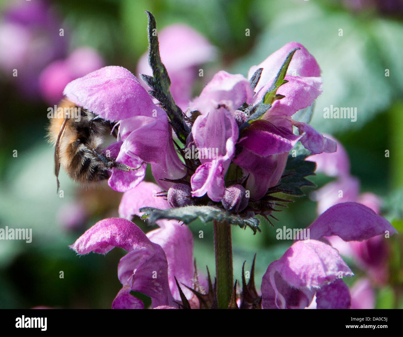 Il miele delle api alla ricerca di nettare, mentre impollinatori locale fiori selvatici. Foto Stock