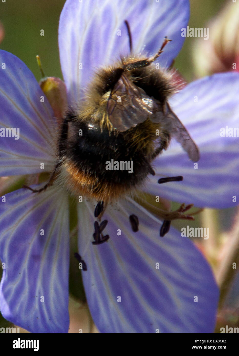 Il miele delle api alla ricerca di nettare, mentre impollinatori locale fiori selvatici. Foto Stock