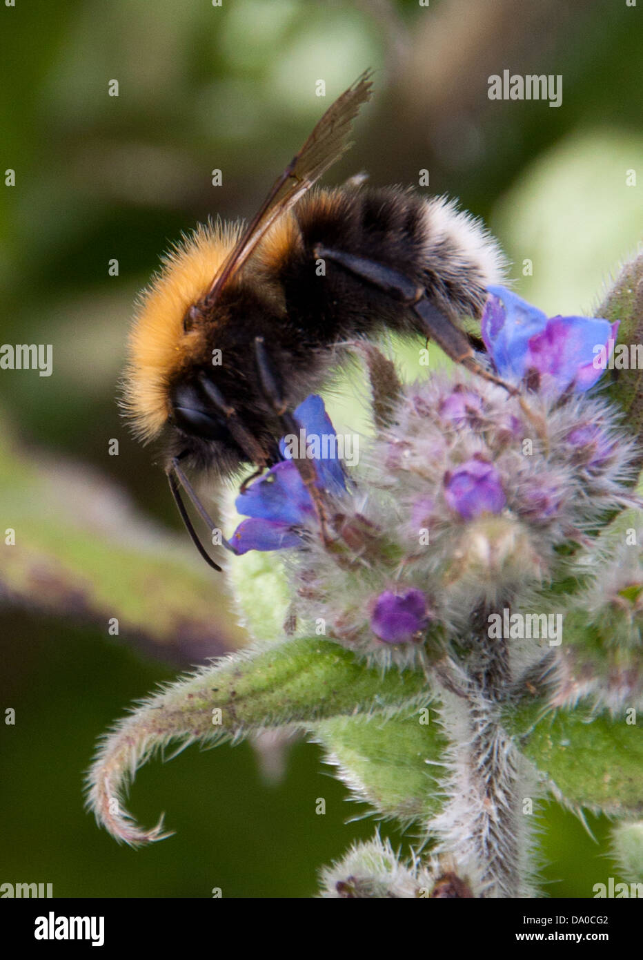 Il miele delle api alla ricerca di nettare, mentre impollinatori locale fiori selvatici. Foto Stock