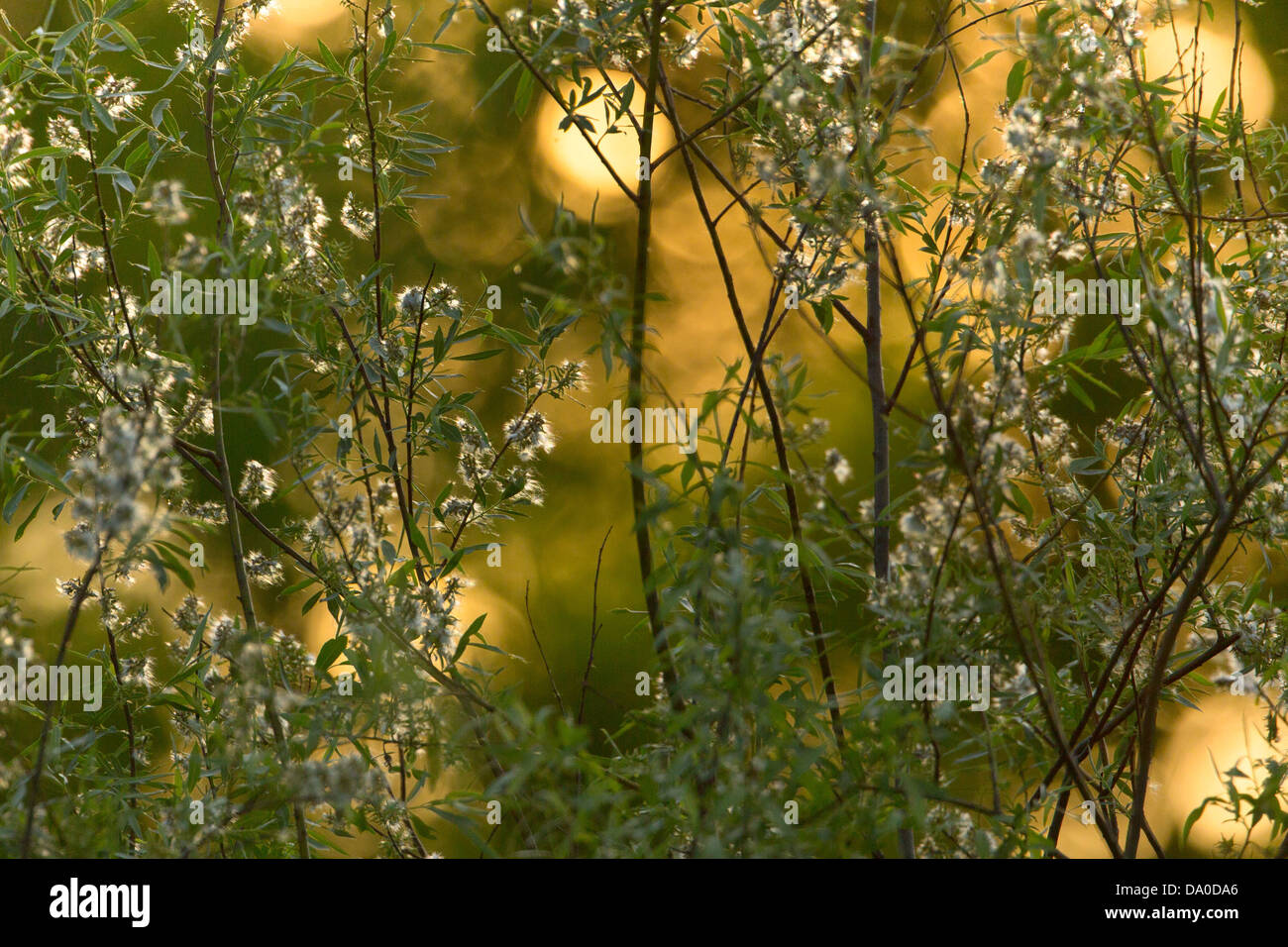 Prato retroilluminato willow in giugno Foto Stock