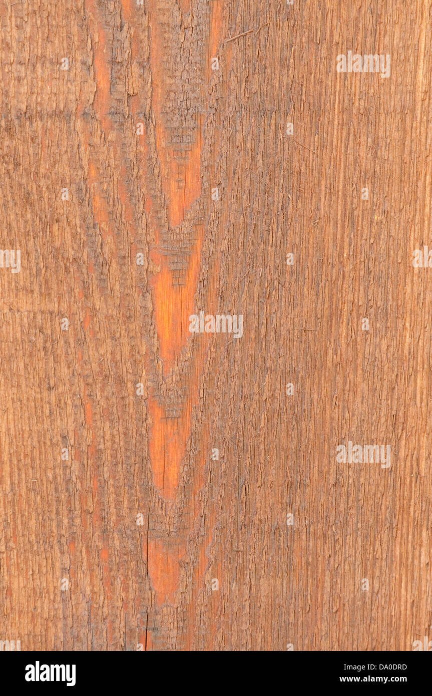 Sfondo di close-up di legno di cedro. Foto Stock
