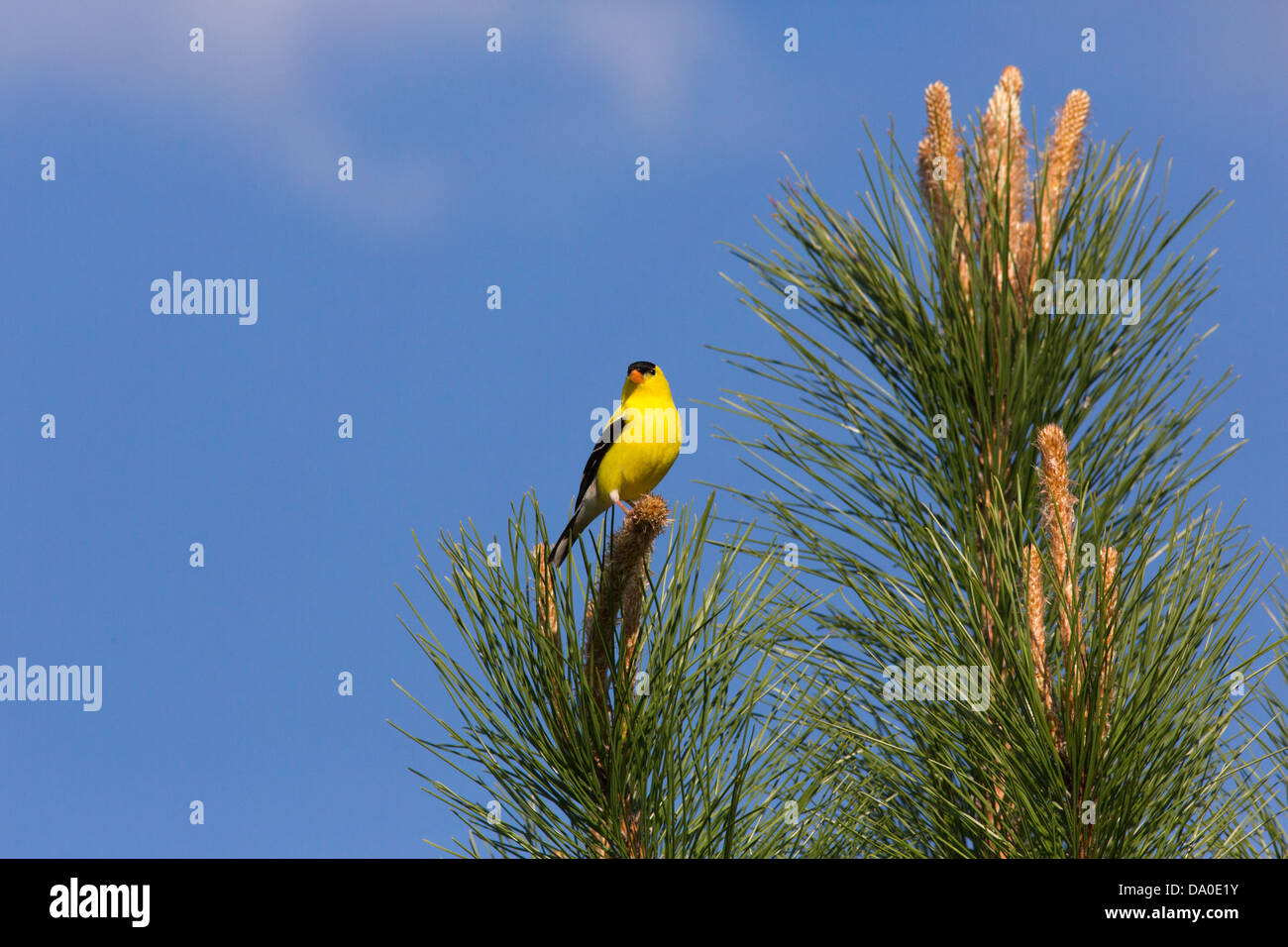 Maschio cardellini americano in un pino rosso Foto Stock