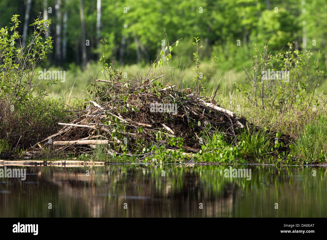 North American beaver lodge Foto Stock