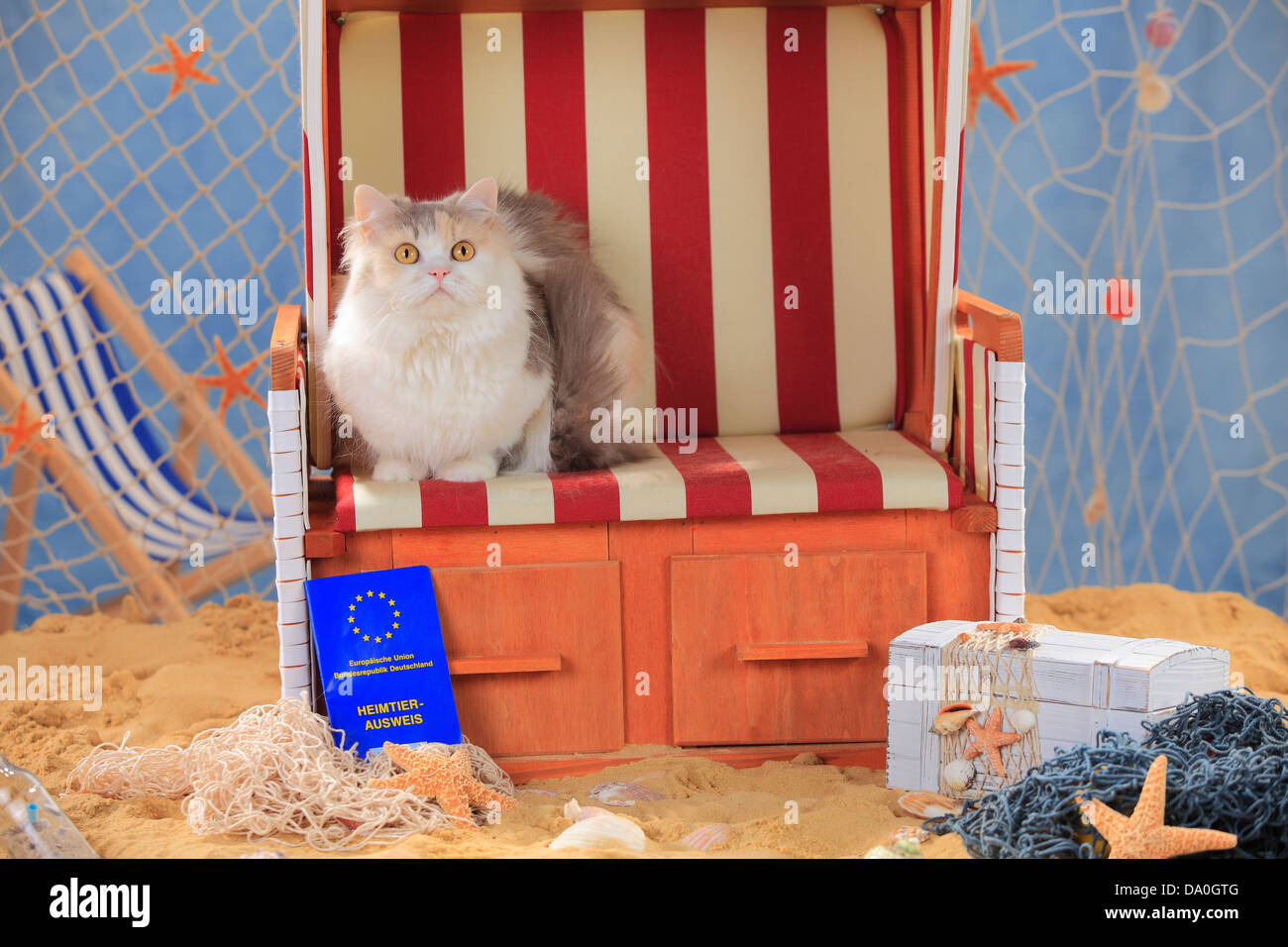 British Longhair Cat, blu-torbie-sgombro-bianco, con certificato di vaccinazione / Highlander, Lowlander, Britannica, Shot registrare Foto Stock