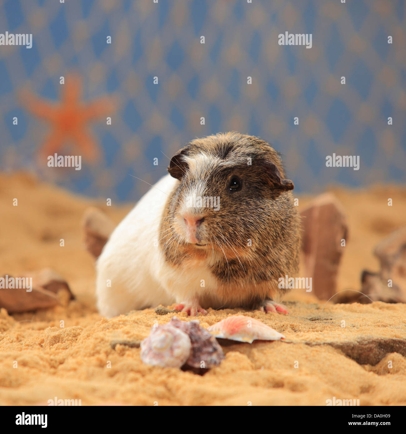 English Crested Cavia |English Crested Meerschweinchen / Schopfmeerschweinchen Foto Stock