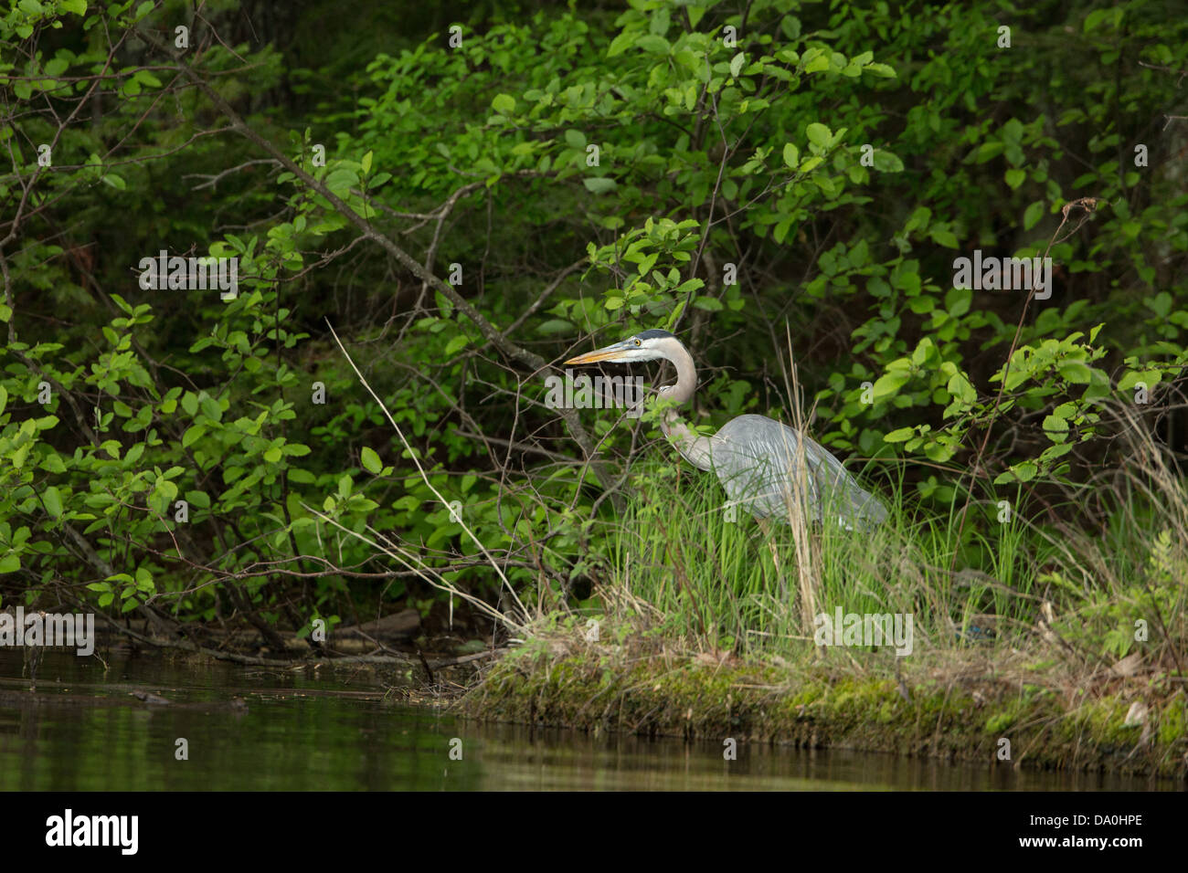 Airone blu sul Chippewa Flowage in Wisconsin settentrionale Foto Stock
