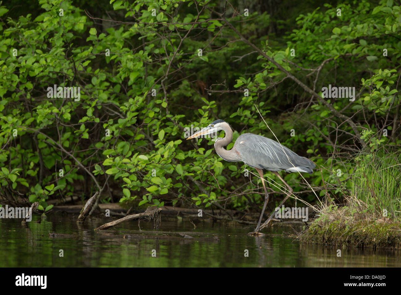 Airone blu sul Chippewa Flowage in Wisconsin settentrionale Foto Stock