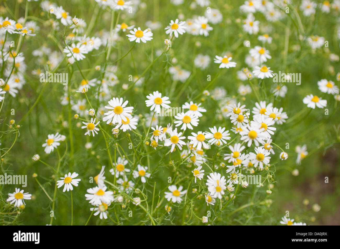 Gruppo di fiori di camomilla nella natura Foto Stock
