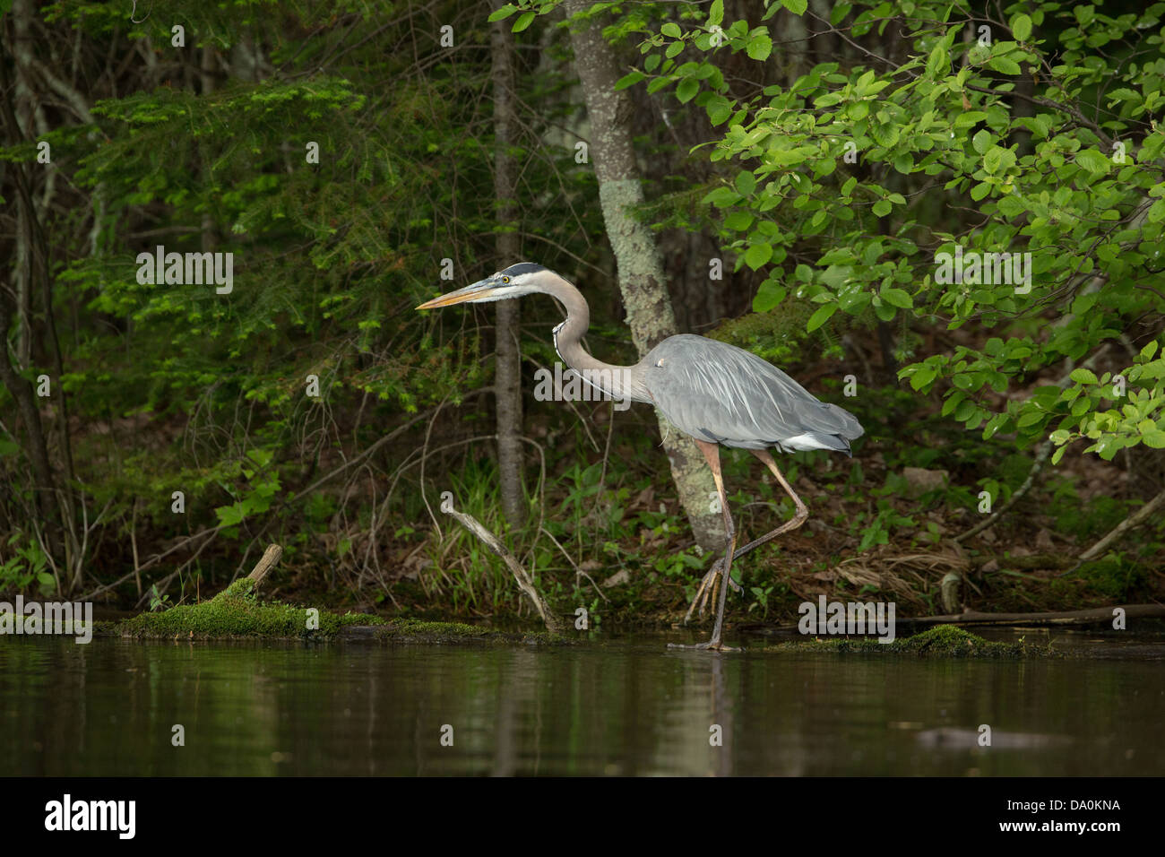 Airone blu sul Chippewa Flowage in Wisconsin settentrionale Foto Stock