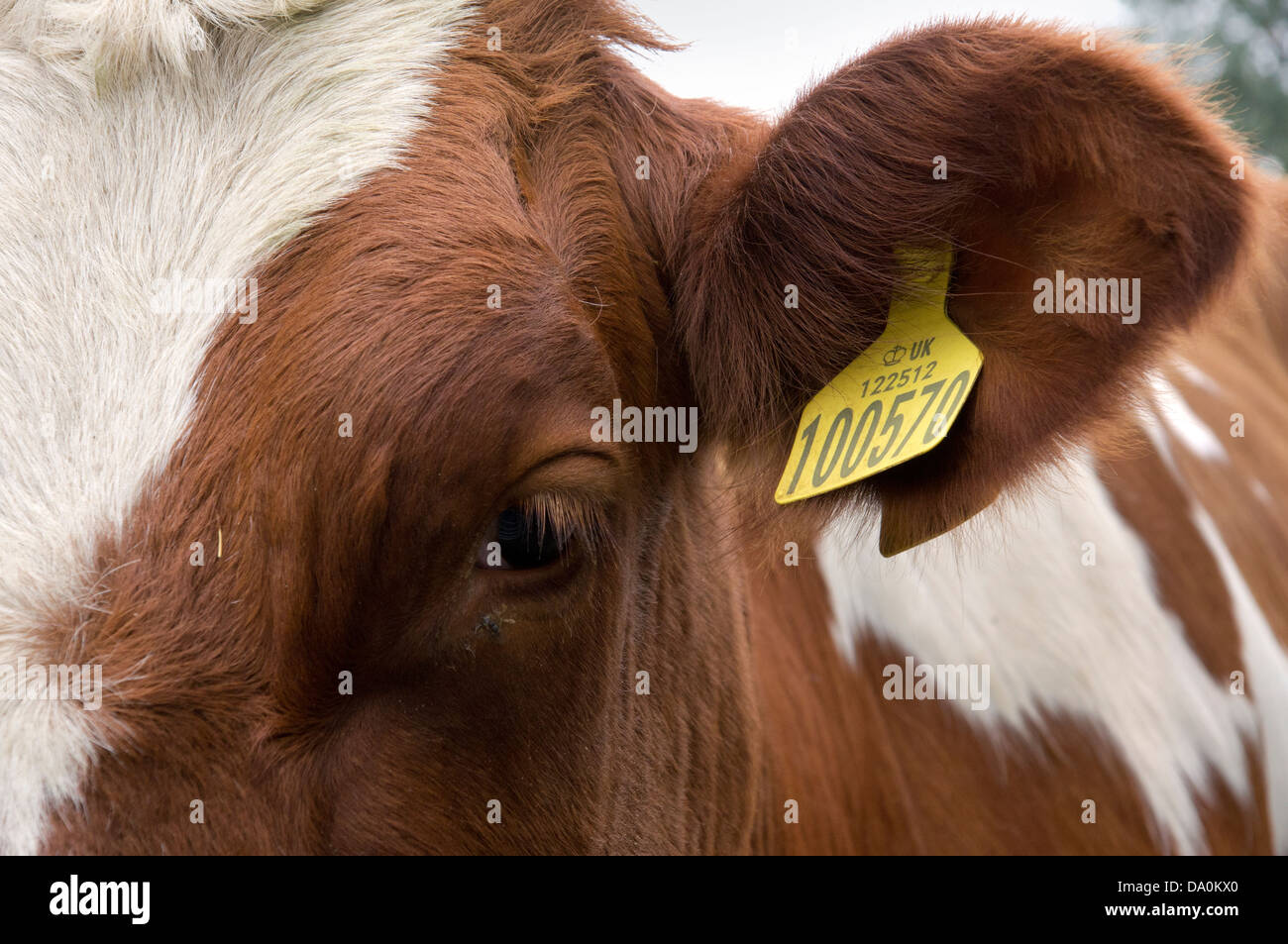 Pedigree Holstein polpaccio (femmina) che mostra REGNO UNITO Defra marchi auricolari autorizzati. Foto Stock