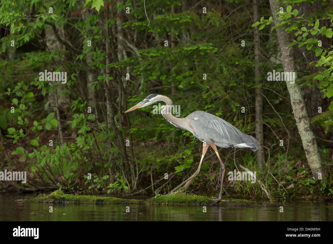 Airone blu sul Chippewa Flowage in Wisconsin settentrionale Foto Stock