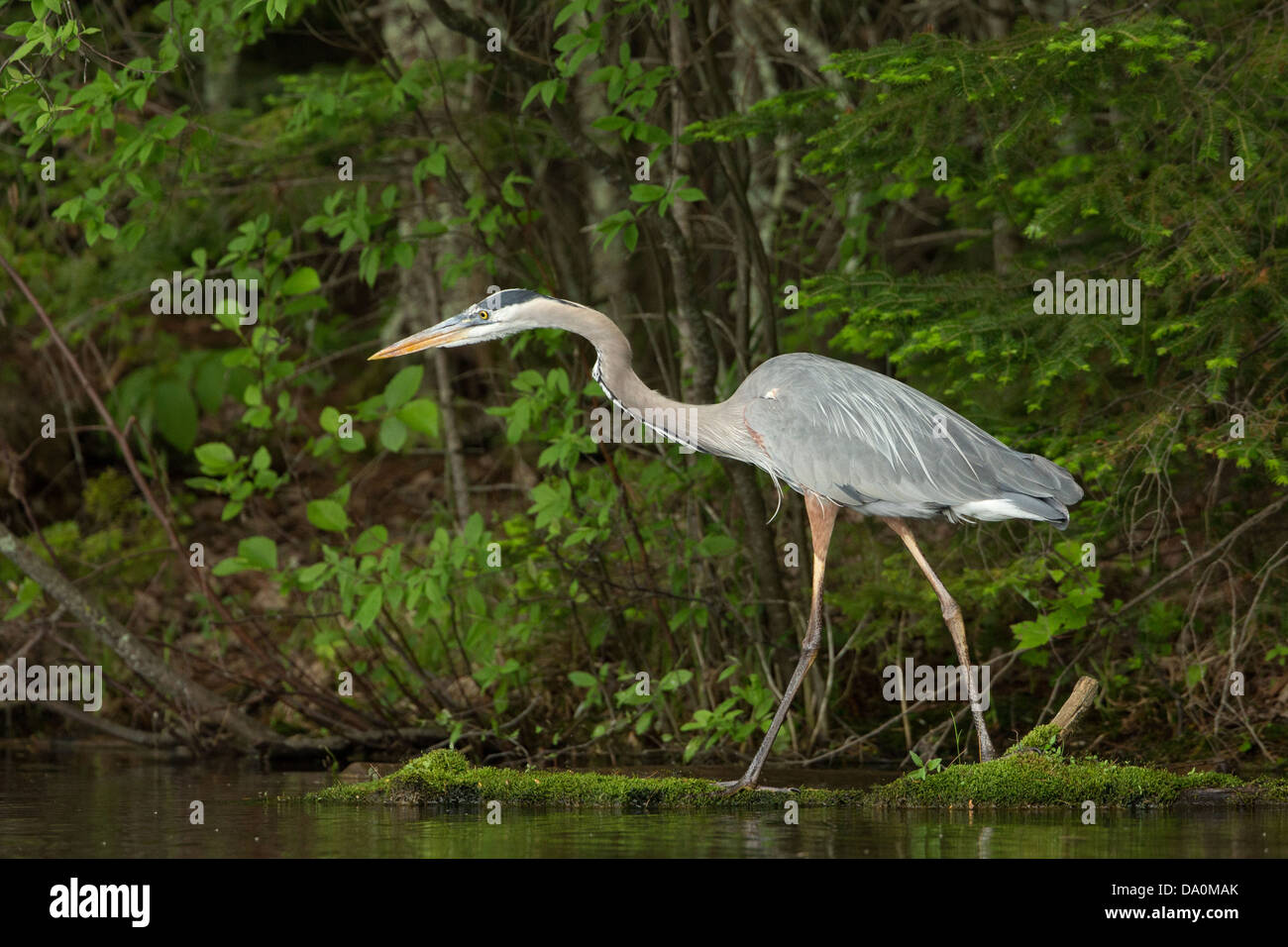 Airone blu sul Chippewa Flowage in Wisconsin settentrionale Foto Stock