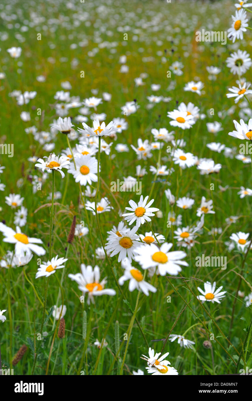 Un fiore selvatico prato in Chertsey, Surrey, Regno Unito Foto Stock