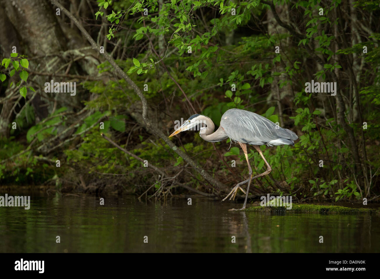 Airone blu sul Chippewa Flowage in Wisconsin settentrionale Foto Stock