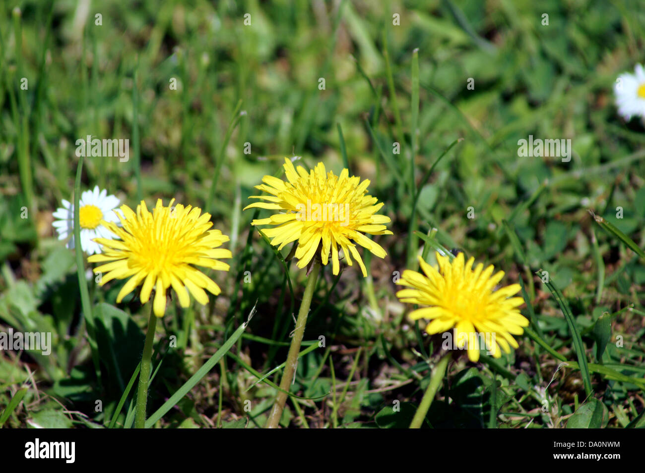 Tarassaco non scegliere me o si bagna il letto! Foto Stock
