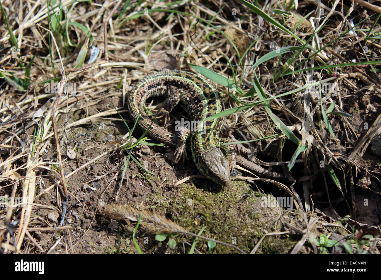 Immagine della lucertola verde svegliati dopo l'inverno Foto Stock