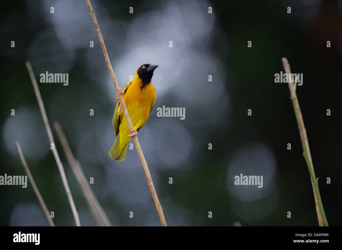 Tessitore a testa nera bird (Ploceus melanocephalus) Foto Stock