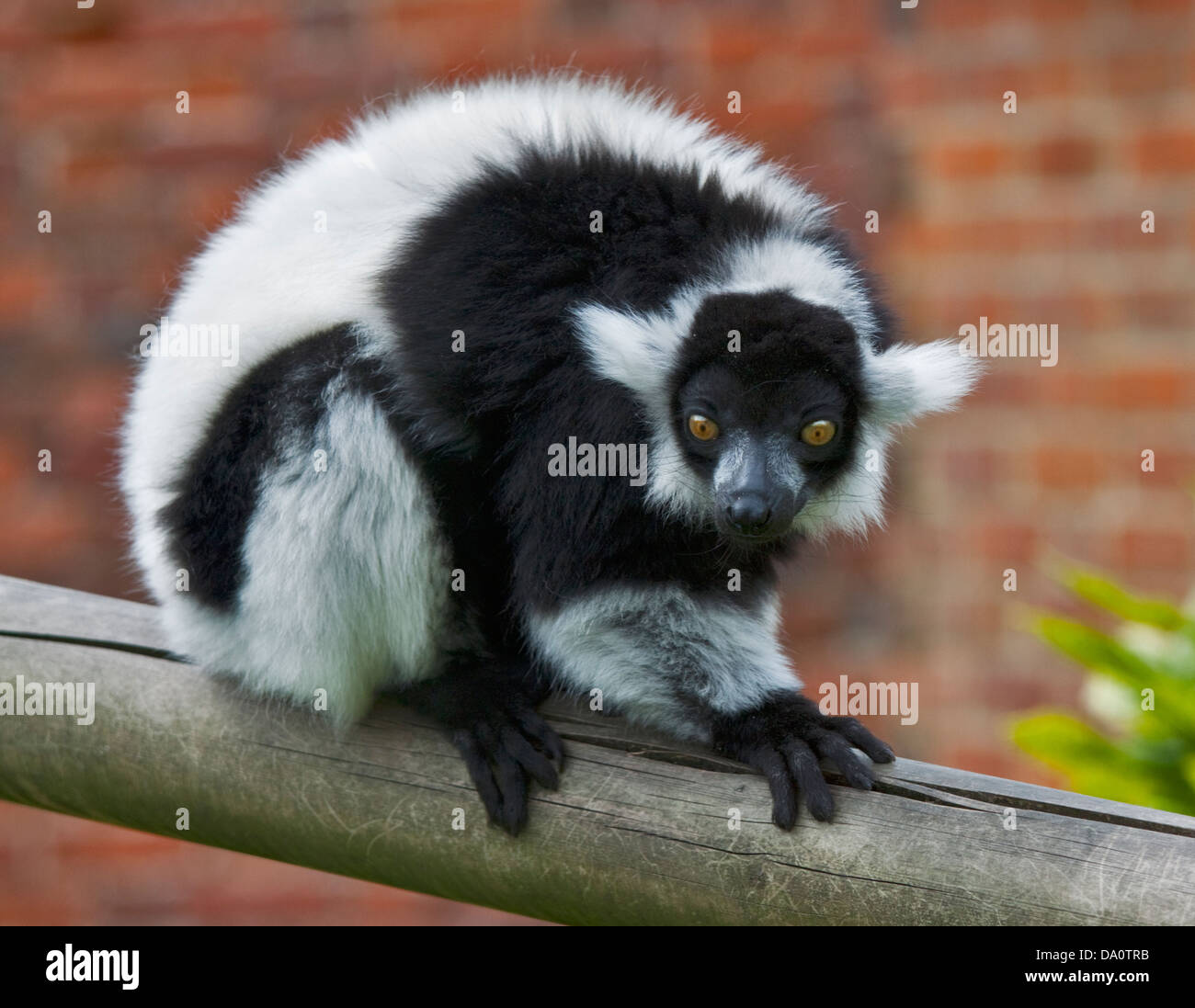 Bianco e nero lemure Ruffed (Varecia variegata variegata) Foto Stock