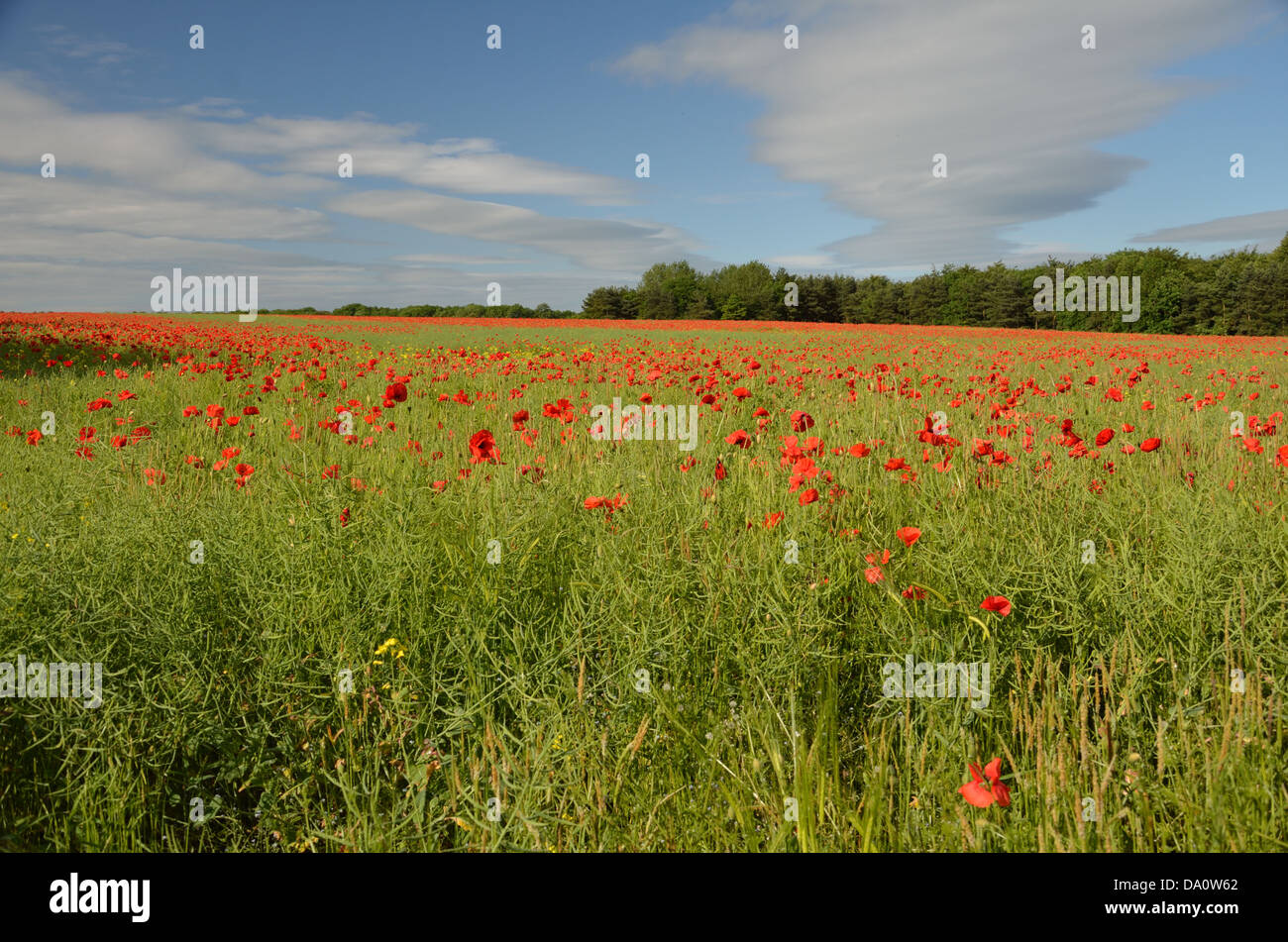 Campi di papaveri su un luminoso giorno di estate Foto Stock