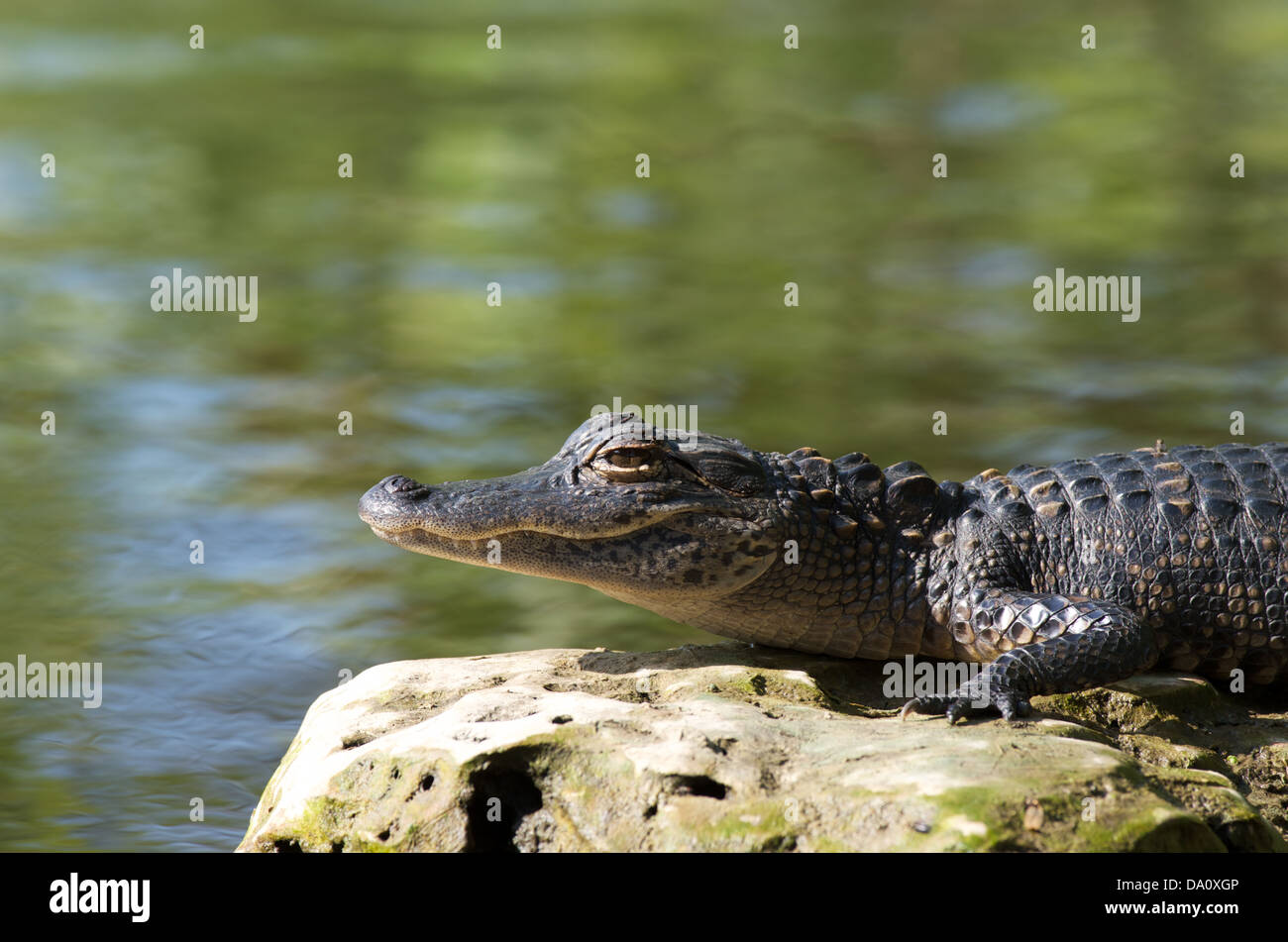 Un giovane americano (Alligator Alligator mississippiensis) riscaldamento nel sole di mattina in Everglades National Park, Florida. Foto Stock