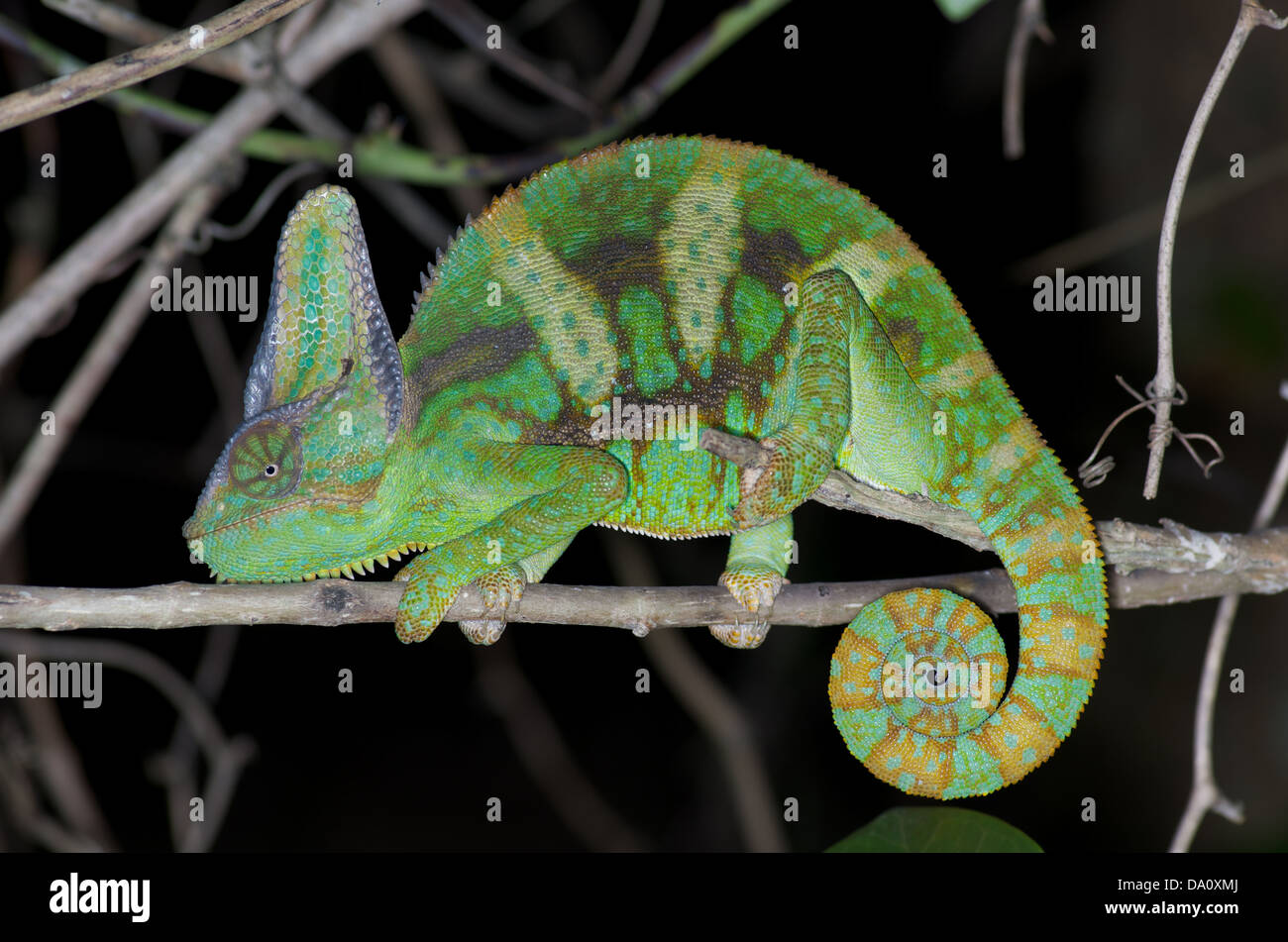 Un maschio adulto velata Chameleon (Chamaeleo calyptratus) di notte vicino al parco nazionale delle Everglades, Miami-Dade County, Florida. Foto Stock