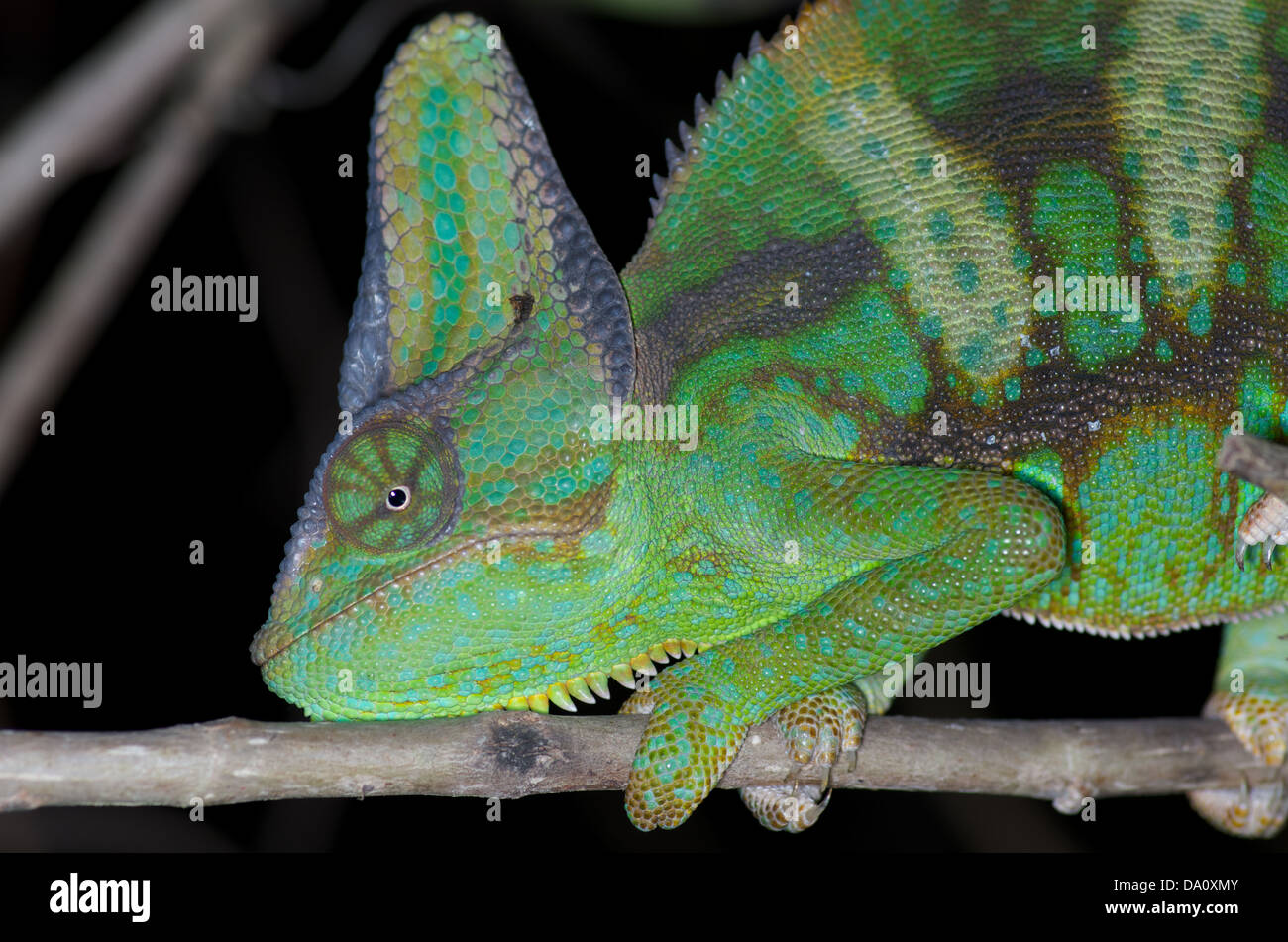 Un maschio adulto velata Chameleon (Chamaeleo calyptratus) di notte vicino al parco nazionale delle Everglades, Miami-Dade County, Florida. Foto Stock
