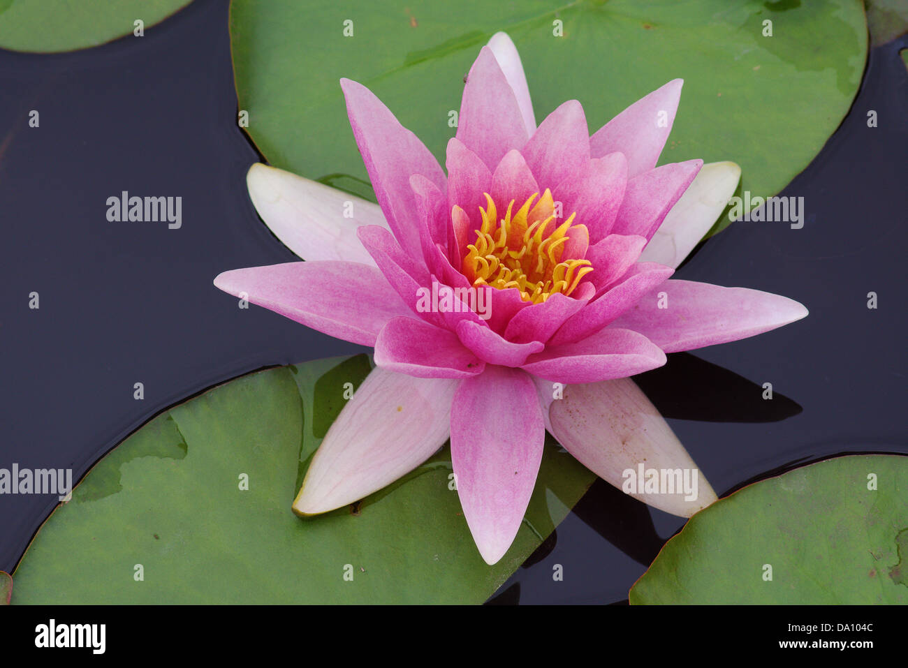Acqua di rosa lily Nymphea fragile delicata bellezza Foto Stock