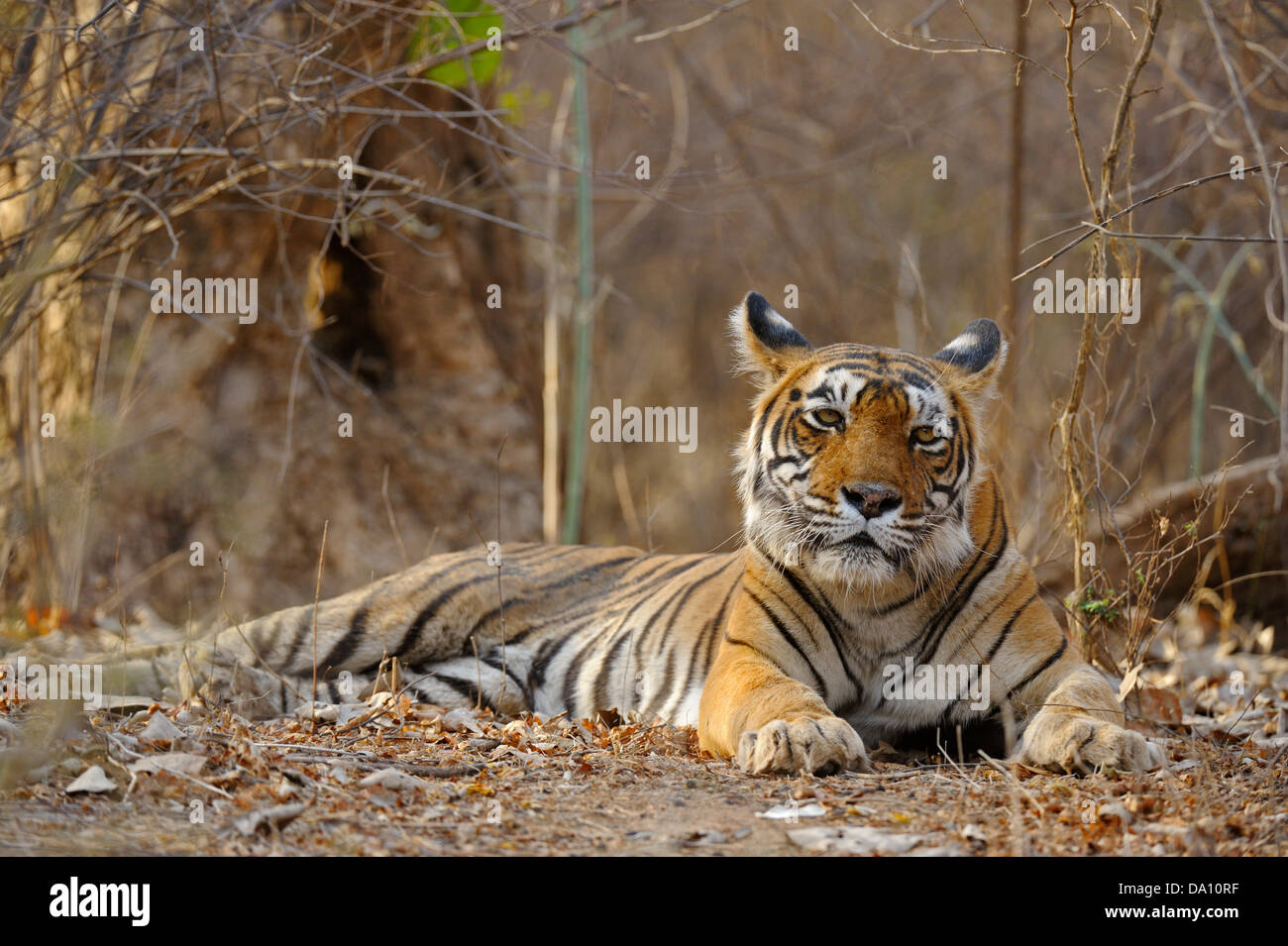 Wild tiger in Ranthambore riserva della tigre Foto Stock