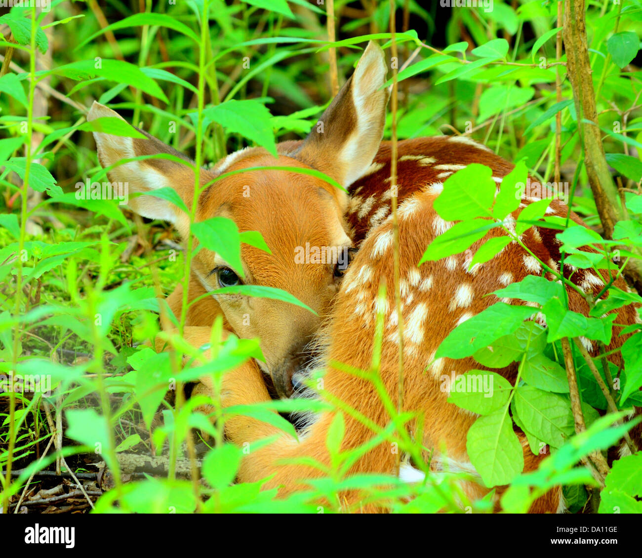 Un neonato culbianco Deer Fawn avvolto a ricciolo e nascosto nei boschi. Foto Stock