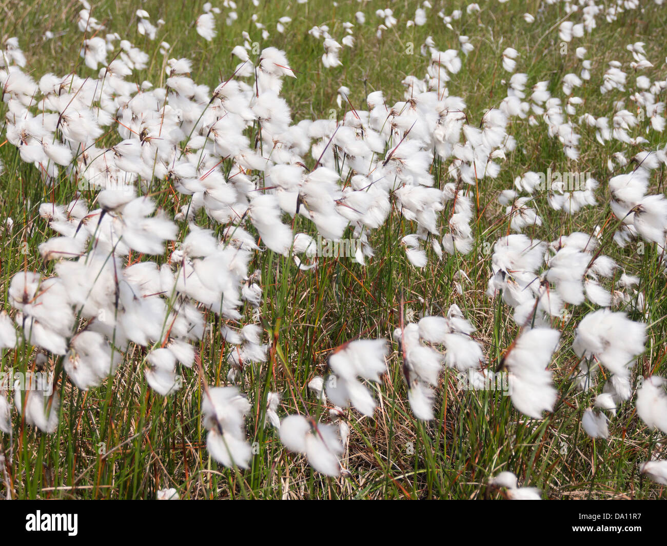 Erba di cotone o Eriophorum, effettivamente una sedge, che crescono su di un panno umido patch del Regno Unito la brughiera e la fioritura in giugno Foto Stock