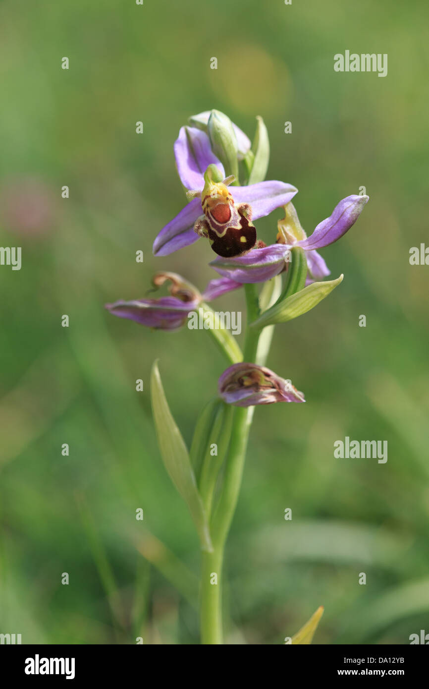 Bee Orchid (Ophrys apifera) su Collard hill riserva naturale Foto Stock
