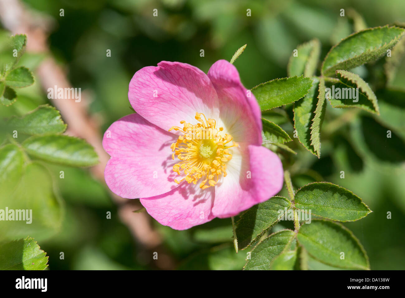 Cane selvatico rose fioritura di Collard su Hill Foto Stock