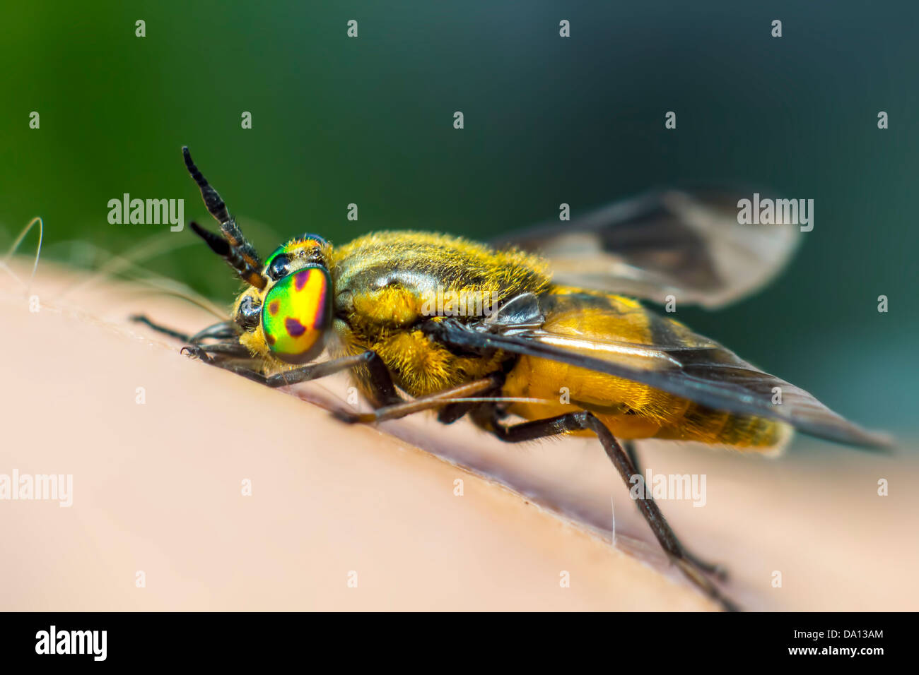 Ritratto di un cavallo-fly Foto Stock