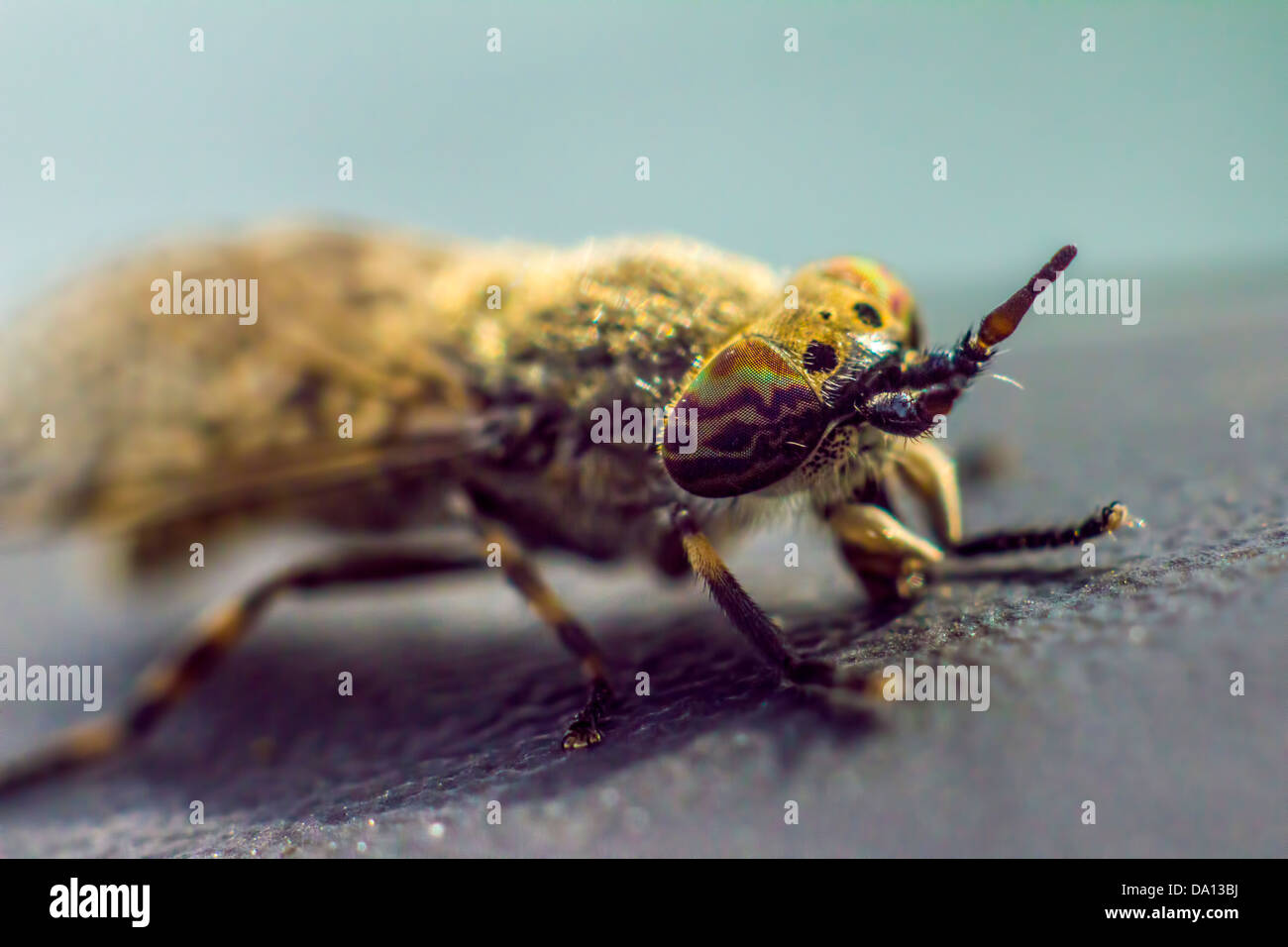 Ritratto di un cavallo-fly Foto Stock