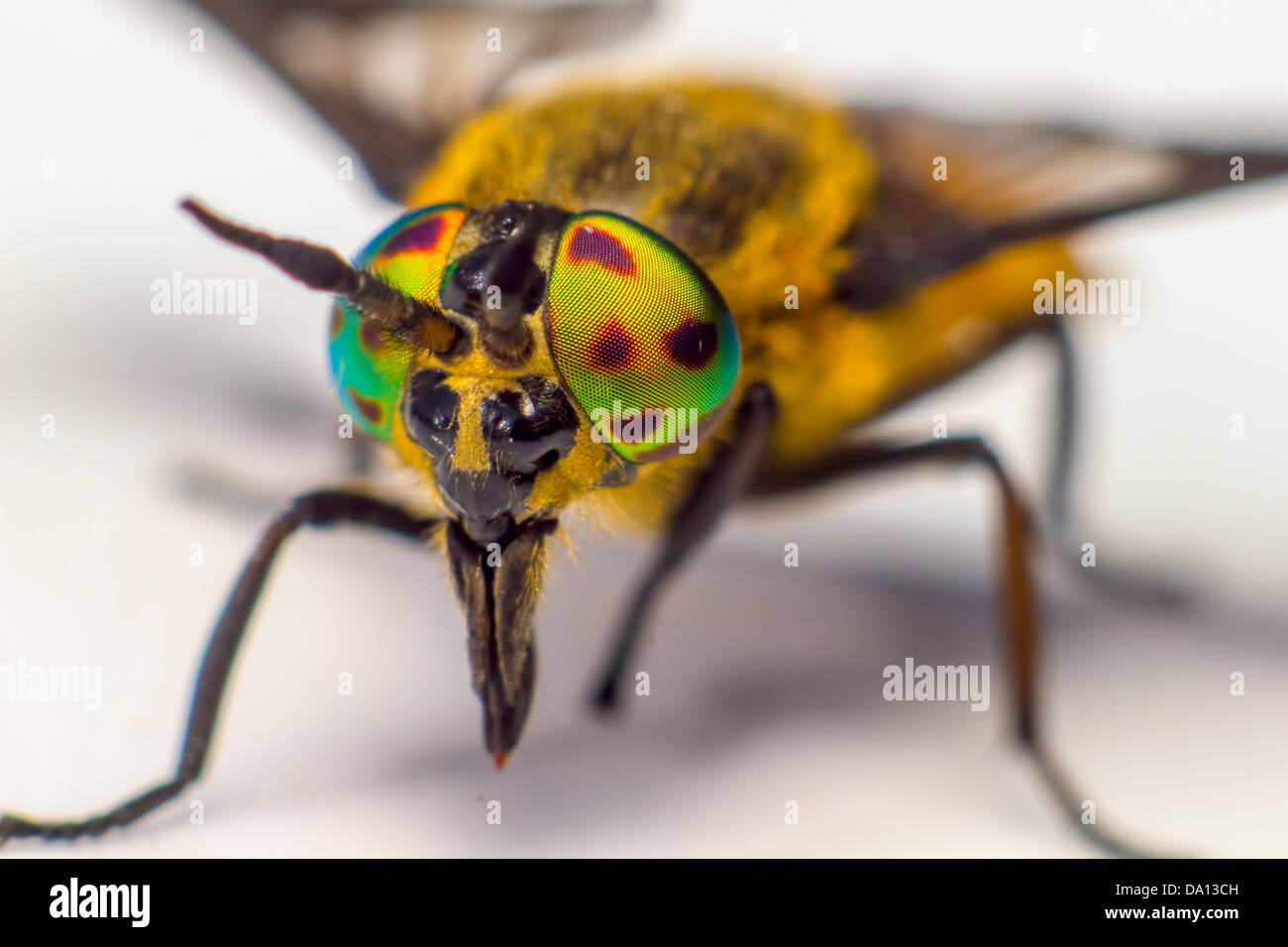 Ritratto di un cavallo-fly Foto Stock