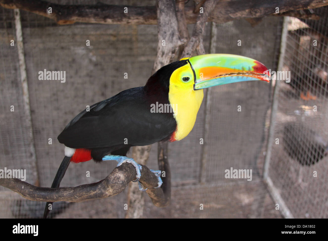 Chiglia fatturati toucan in cattività. Foto Stock