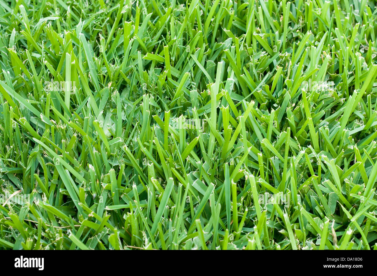 Sfondo di sant Agostino erba. Foto Stock