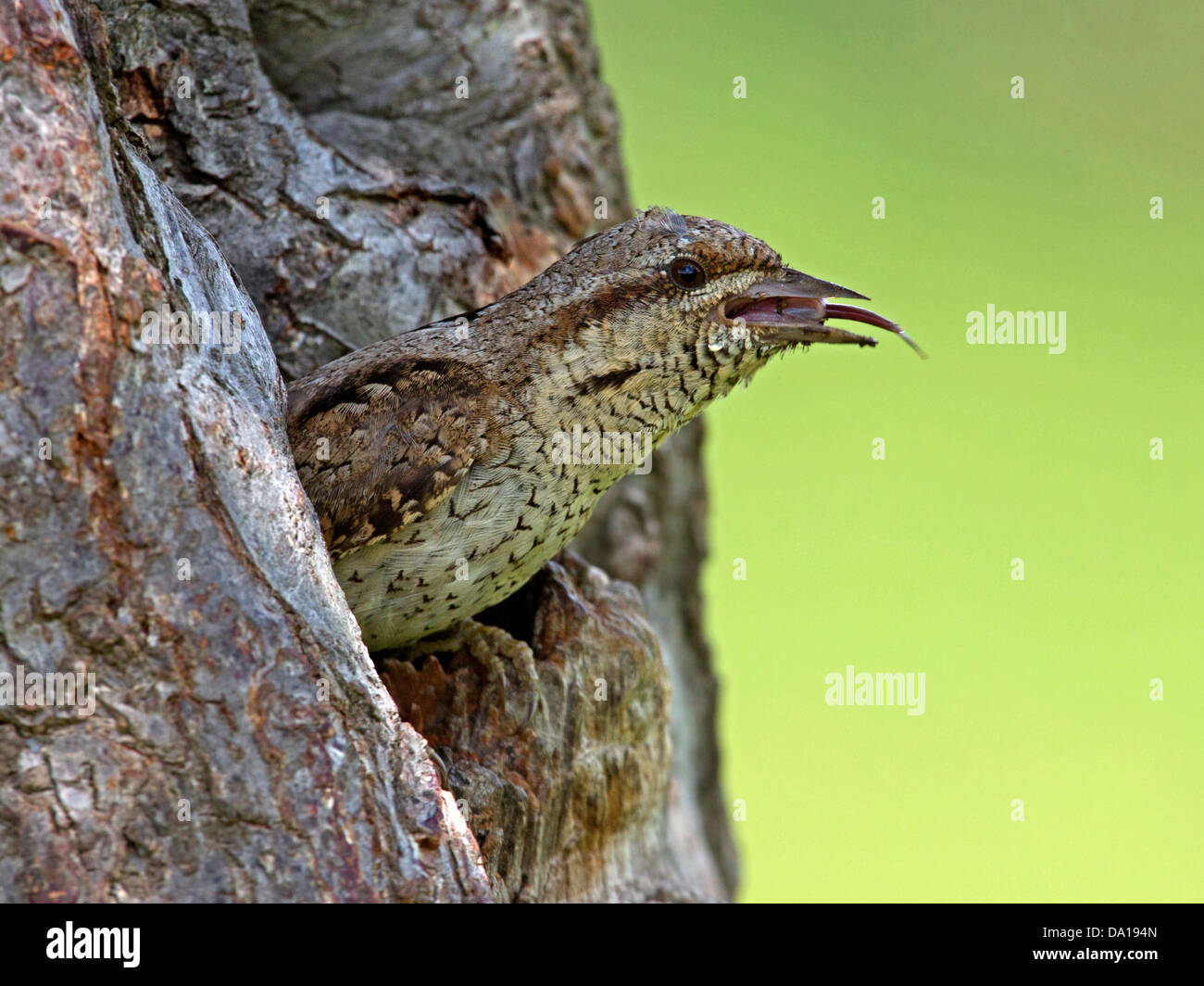 Eurasian spasmodico proveniente dal foro di nido, la lingua di fuori Foto Stock