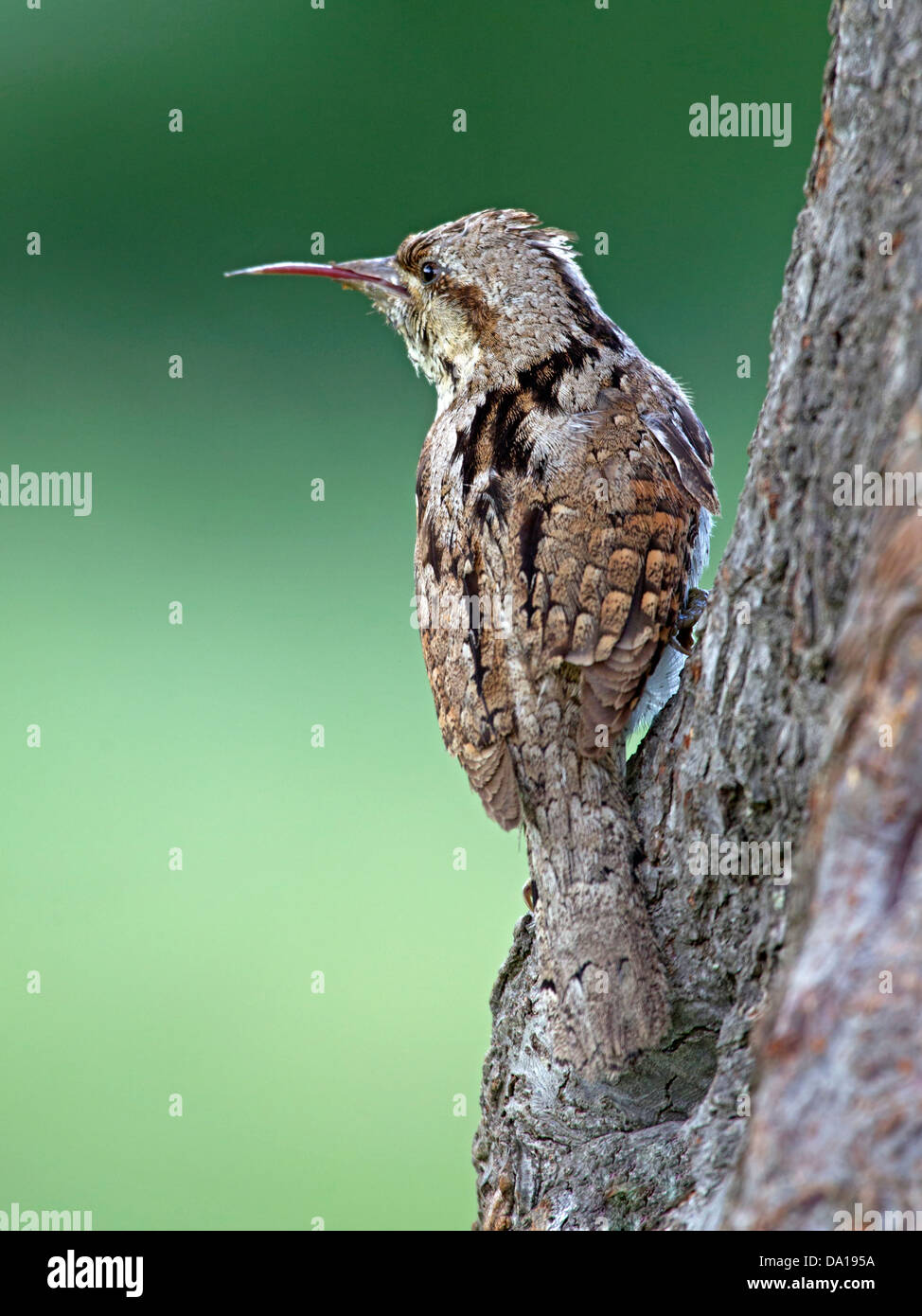 Eurasian spasmodico appollaiato sul tronco di albero, con la lingua fuori Foto Stock