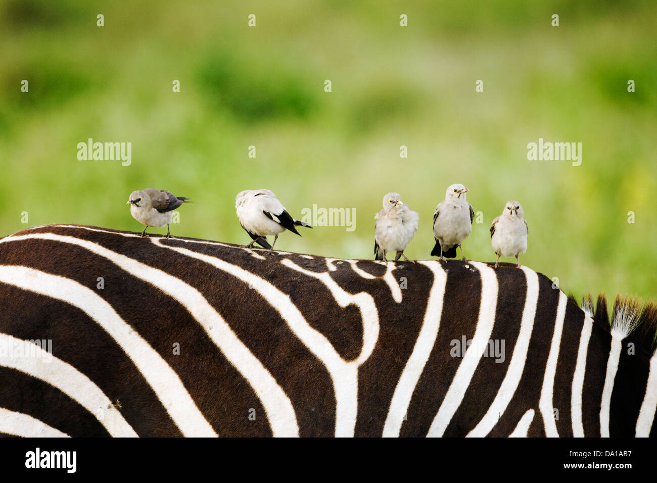 Wattled Starling (Creatophora cenerea) seduto sul Zebra (Equus guagga) indietro, Serengeti National Park, Tanzania. Foto Stock