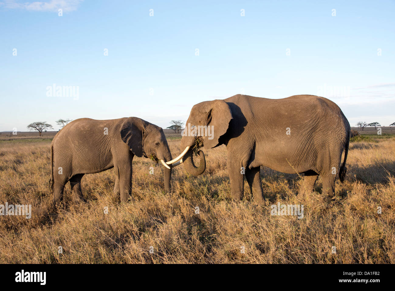 Due bush africano Elefante africano (Loxodonta africana) Serengeti National Park, Repubblica Unita di Tanzania, Africa orientale. Foto Stock