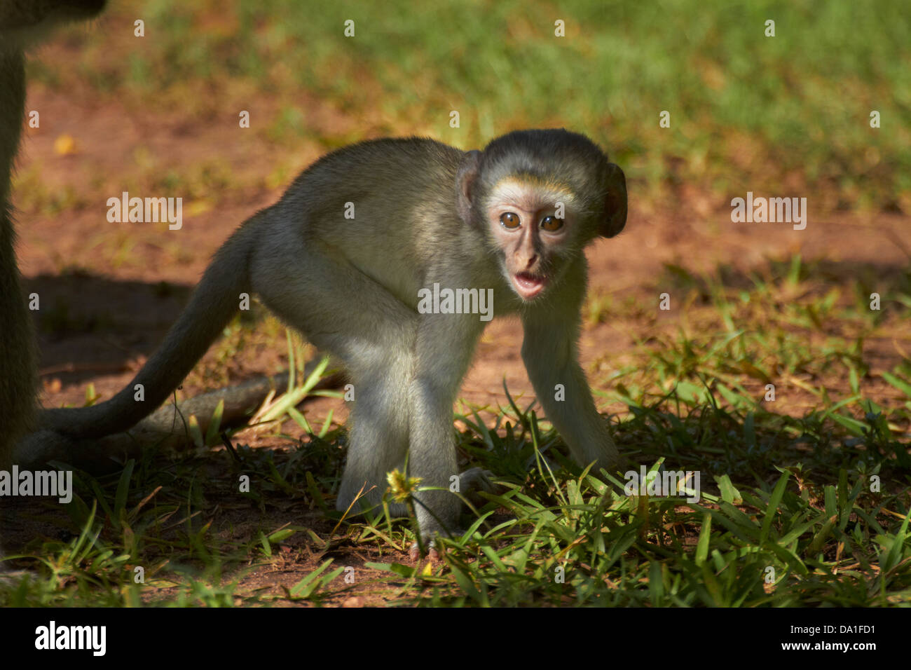 Baby Vervet monkey (Chlorocebus pygerythrus), Victoria Falls, Zimbabwe, Sud Africa Foto Stock