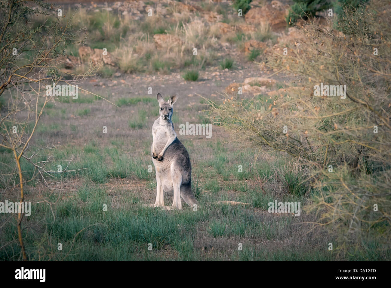 Un canguro selvatici in una macchina robusta bellissimo Flinders Ranges nell'outback australiano. Foto Stock