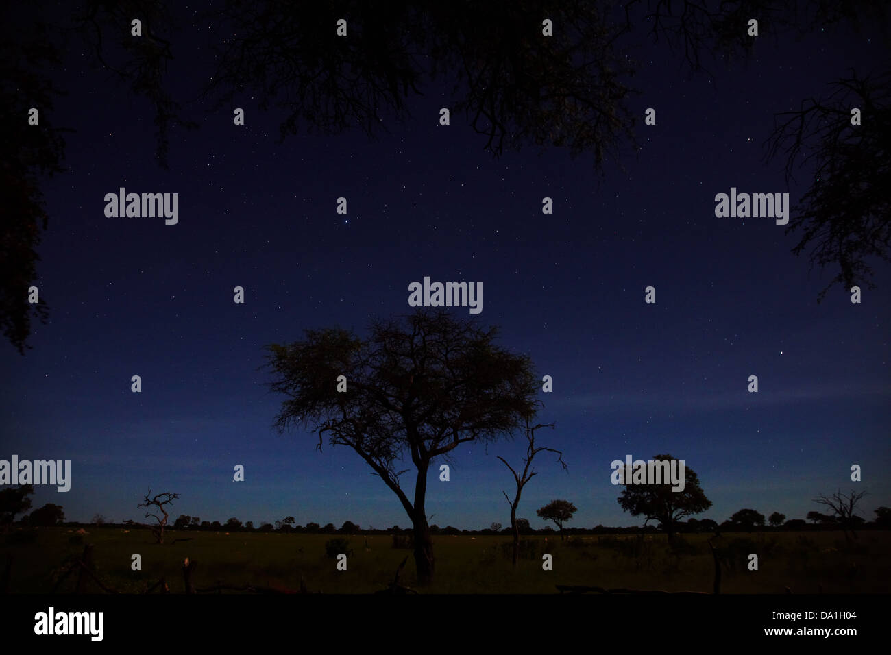 Cielo notturno visto da Ngweshla Camp, Parco Nazionale di Hwange, Zimbabwe, Sud Africa Foto Stock