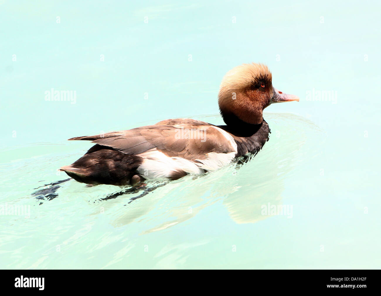 Dettagliato di close-up del coloratissimo maschio rosso-crested Pochard (Netta rufina) nuotare in un lago Foto Stock